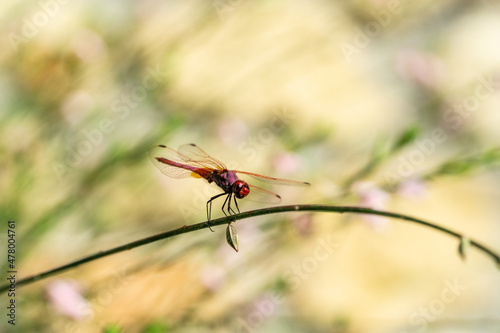 red dragonfly on a green leaf © Tom
