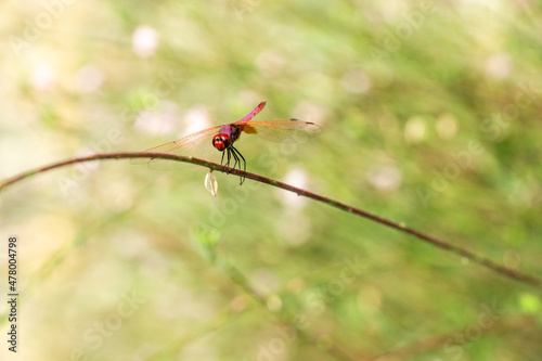 red dragonfly on a branch © Tom