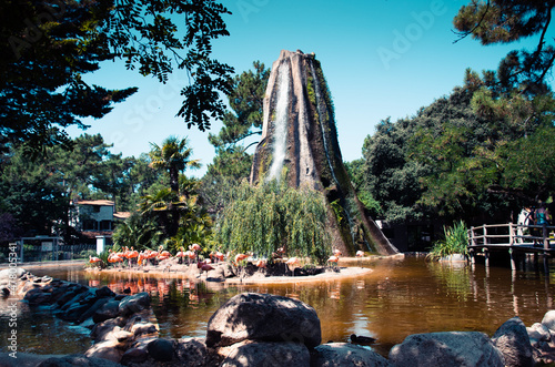Pink flamingo at the Palmyre zoo in France