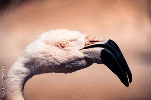 Pink flamingo at the Palmyre zoo in France photo