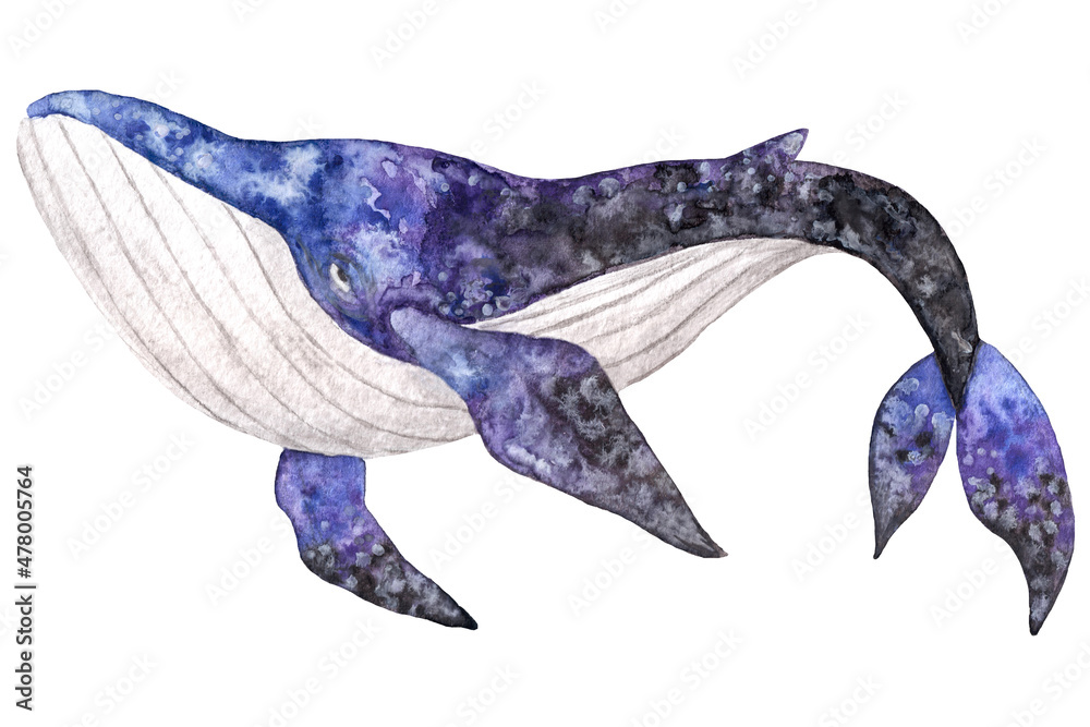Watercolor hand drawn illustration with dark purple whale isolated on white background.Hand drawing with a marine mammals. Kids products, print, fabrics, wallpapers. Watercolor hand drawn illustration with dark purple whale isolated on white background.Hand drawing with a marine mammals. Kids products, print, fabrics, wallpapers.