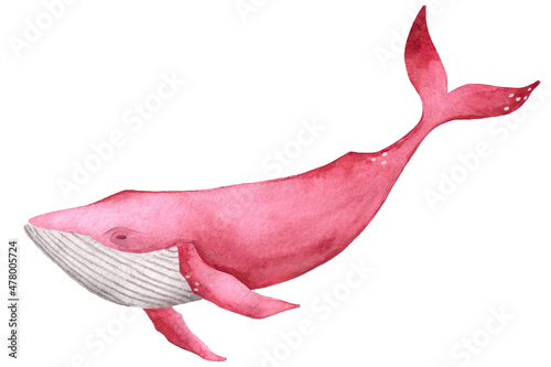 Watercolor hand drawn illustration with long pink whale isolated on white. Hand drawing with a marine mammals. Kids products, print, fabrics, wallpapers.