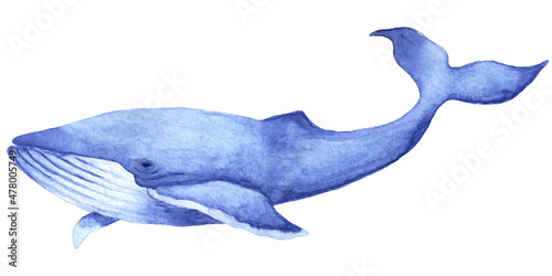 Watercolor hand drawn illustration with blue whale isolated on white background.Hand drawing with a marine mammals. Kids products, print, fabrics, wallpapers.