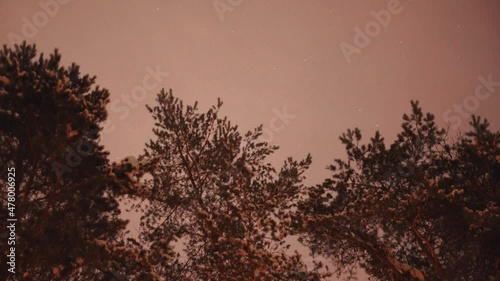 Night timelapse with trees and stars