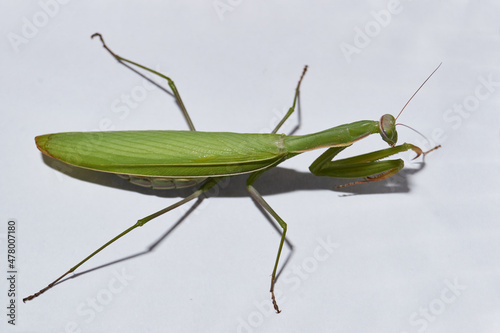 Ordinary mantis (lat. Mantis religiosa) is waiting for prey to appear close for a throw.
