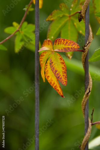 Uma folha amarela de cinco pontas em um cipó enrolado em uma grade de ferro com folhas verdes no fundo. © Angela