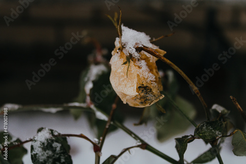spider on a leaf