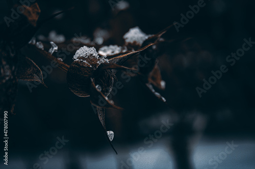 ice covered tree