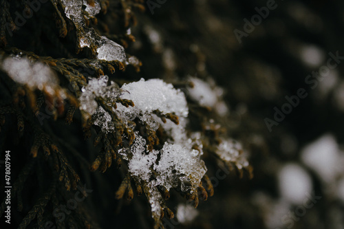 moss on the rocks