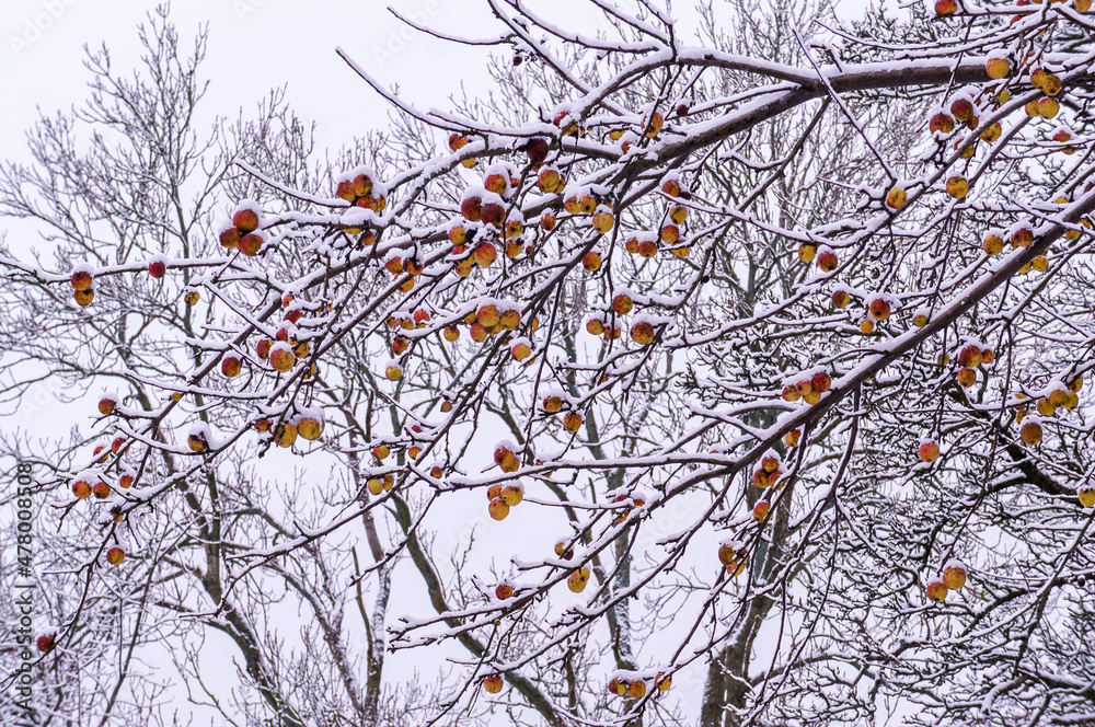 Apples in the snow. Snow on apples on a tree. Snow-covered apple trees.