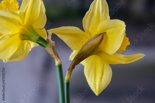 Stilleben mit gelben Narzissen Osterglocken Ostern