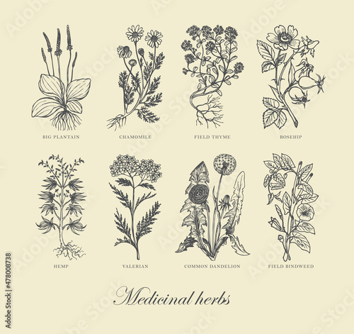 Vector illustration with hand-drawn medicinal plants and inscriptions on an old paper background. Monochrome pharmaceutical banner with curative herbs in retro style