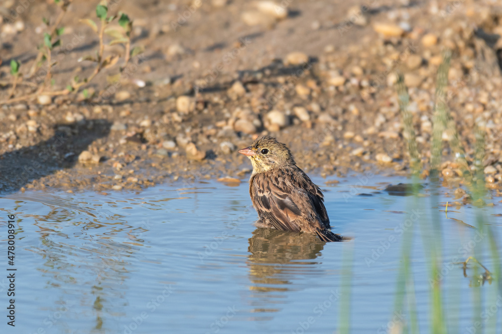 Ortolan Bunting Emberiza hortulana in its natural environment Ortolan Bunting Emberiza hortulana in its natural environment