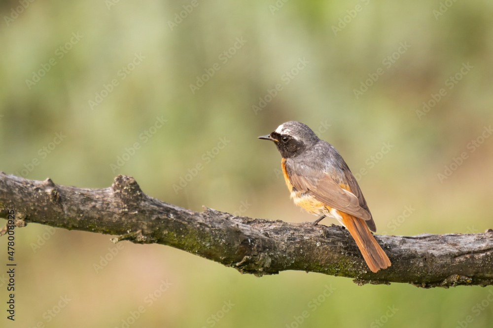 Male Common Redstart Phoenicurus phoenicurus. A bird is sitting on a branch on a green background Male Common Redstart Phoenicurus phoenicurus. A bird is sitting on a branch on a green background