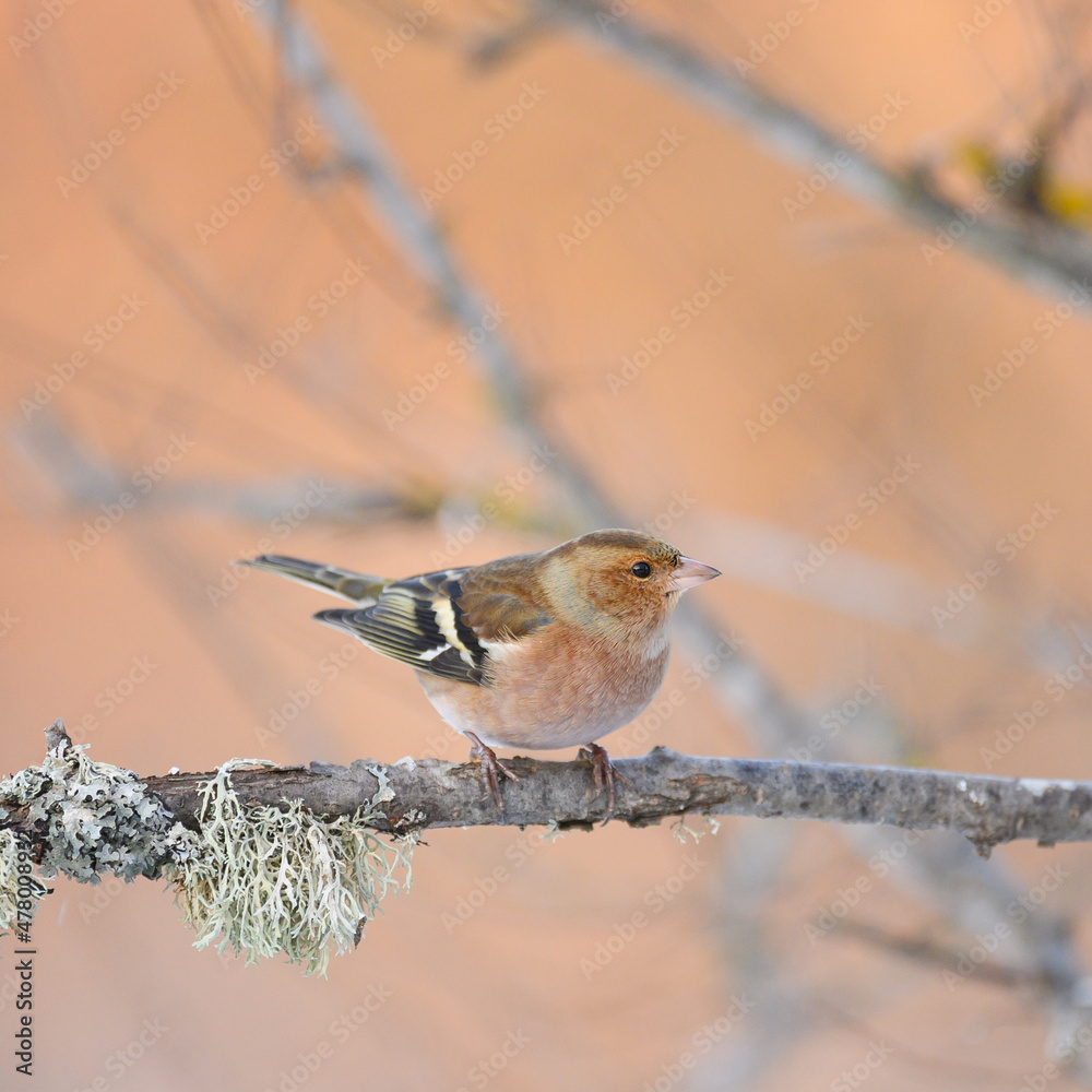 Common chaffinch Fringilla coelebs. In the wild Common chaffinch Fringilla coelebs. In the wild
