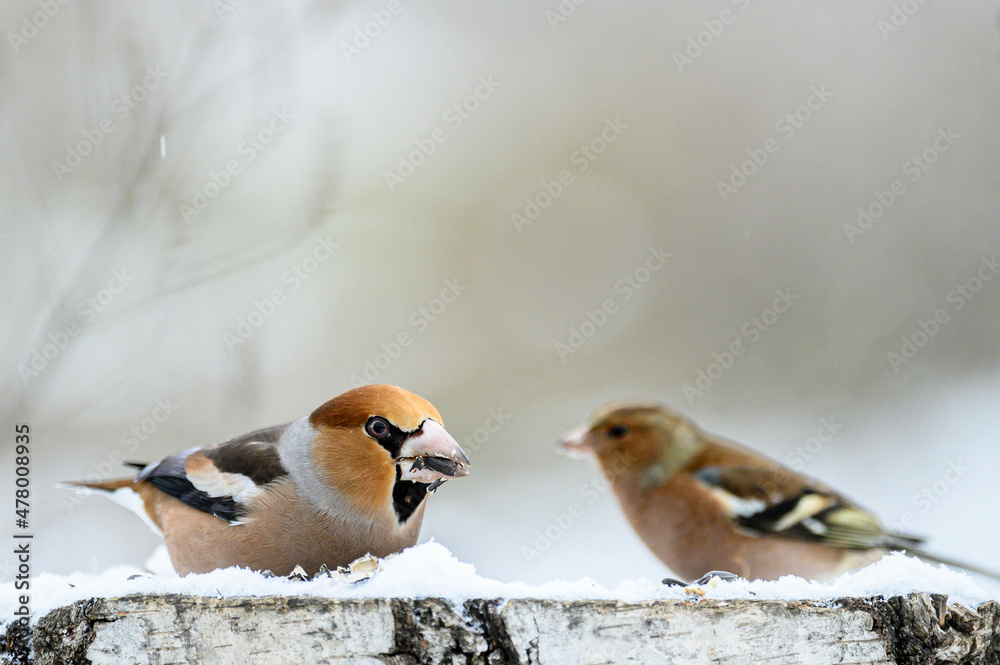 Hawfinch Coccothraustes coccothraustes. A songbird sits on stump in the forest in winter Hawfinch Coccothraustes coccothraustes. A songbird sits on stump in the forest in winter