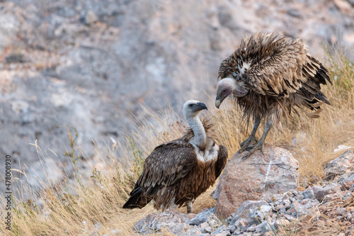 Griffon Vultures Gyps fulvus. family Accipitridae in the wild photo