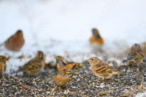 Brambling, Fringilla montifringilla, Group of birds is looking for food in the snow in winter