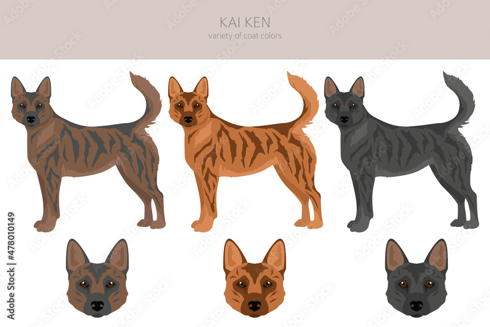 Kai Ken clipart. Different poses, coat colors set Kai Ken clipart. Different poses, coat colors set