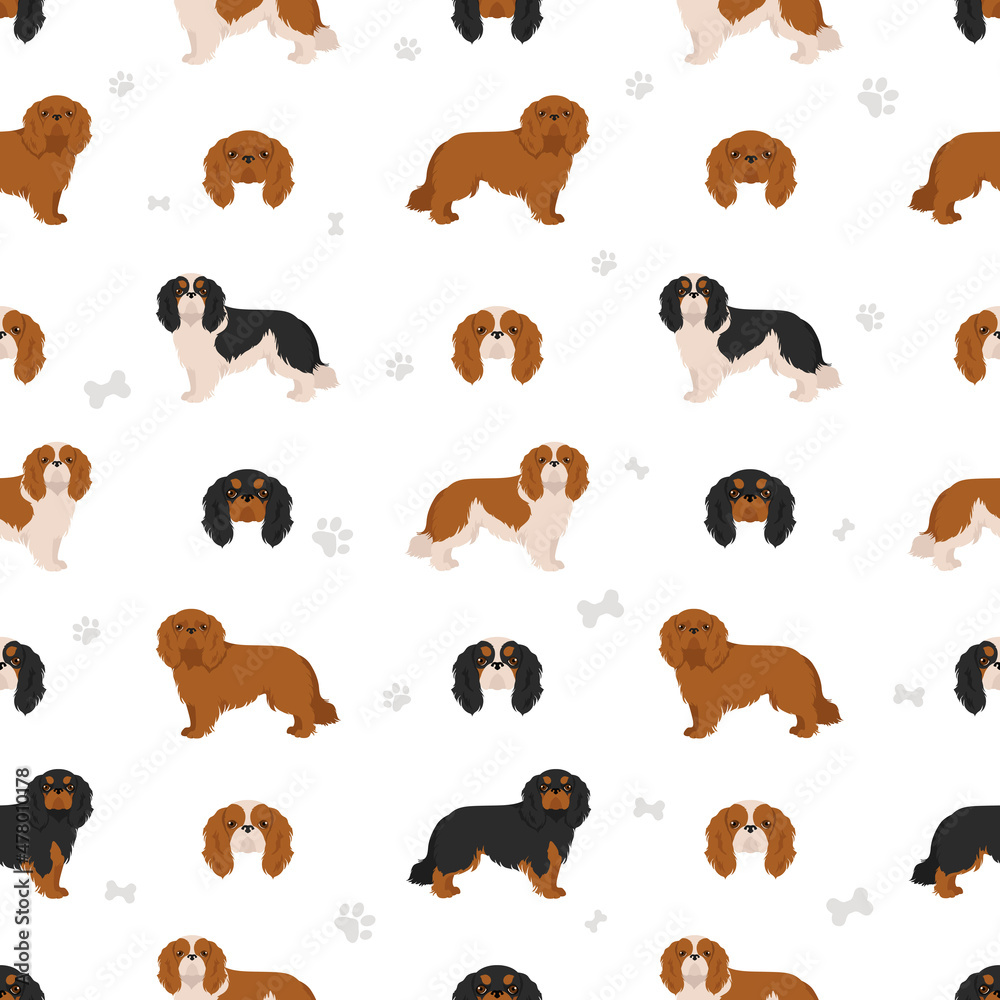 King Chares Spaniel seamless pattern. Different poses, coat colors set.