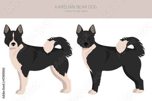 Karelian bear dog clipart. Different poses, coat colors set