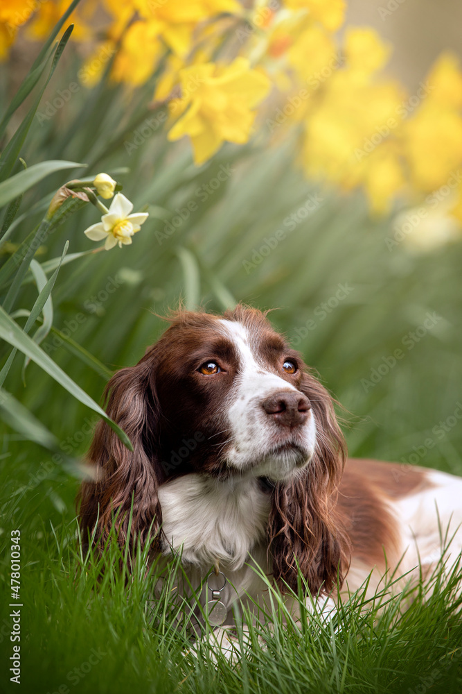 Brown and White Spaniel Dog in Daffodils 
