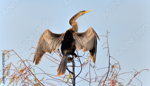 Photos Anhinga Basking Atop A Tree