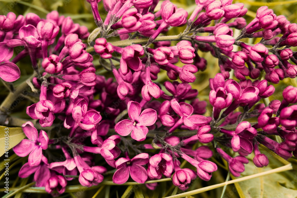 Spring landscape. Blooming lilac close-up. Branches of beautiful lilac flowers. Bright spring background with lilac.Lilac flowers Spring landscape. Blooming lilac close-up. Branches of beautiful lilac flowers. Bright spring background with lilac.Lilac flowers