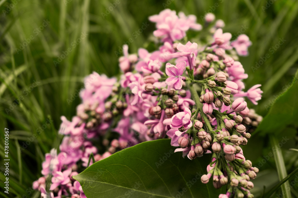 Spring landscape. Blooming lilac close-up. Branches of beautiful lilac flowers. Bright spring background with lilac.Lilac flowers Spring landscape. Blooming lilac close-up. Branches of beautiful lilac flowers. Bright spring background with lilac.Lilac flowers