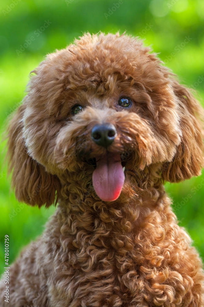 Happy Miniature Poodle Puppy