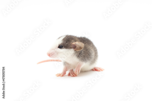 Decorative Dumbo rat do sports on white background, front view. Animal themes