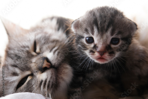 Newborn kitten and mother cat  © Orhan Çam