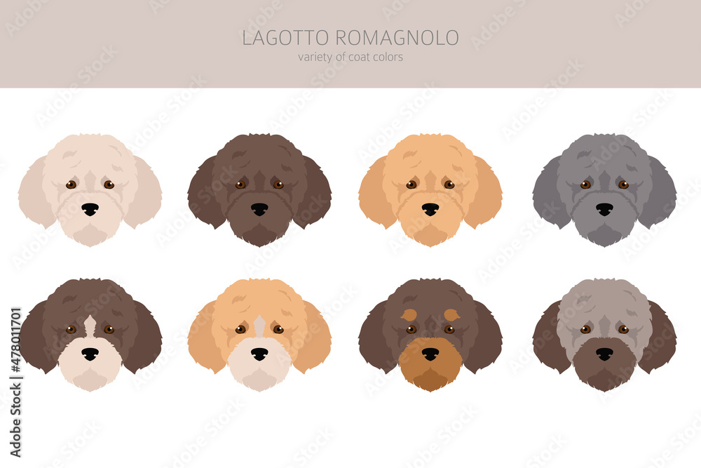 Obraz premium Lagotto Romagnolo clipart. Different poses, coat colors set
