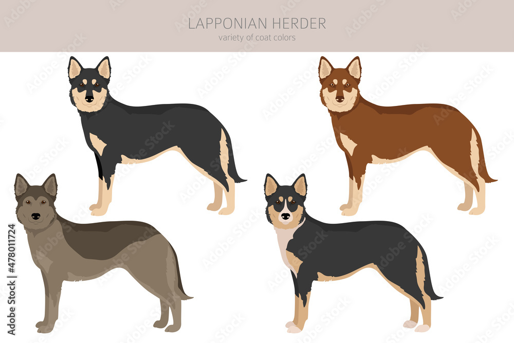 Lapponian Herder clipart. Different poses, coat colors set