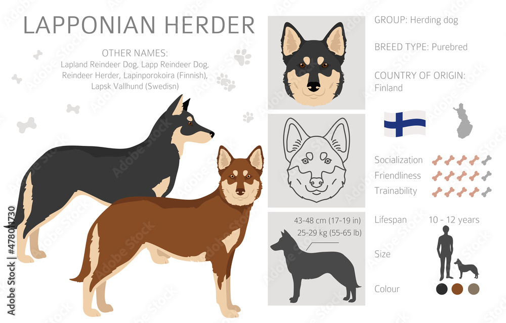 Lapponian Herder clipart. Different poses, coat colors set Stock Vector ...