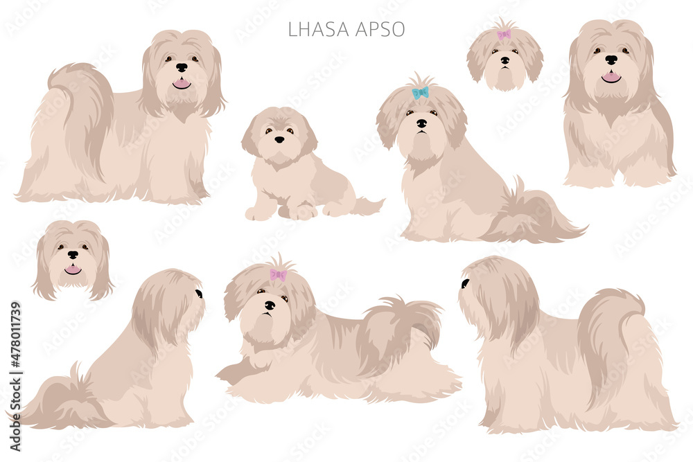 Lhasa Apso clipart. Different poses, coat colors set Lhasa Apso clipart. Different poses, coat colors set