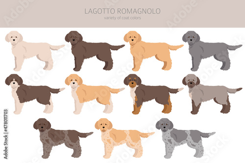 Lagotto Romagnolo clipart. Different poses, coat colors set photo