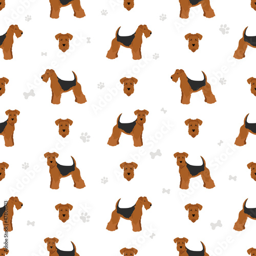 Lakeland terrier seamless pattern. Different poses, coat colors set