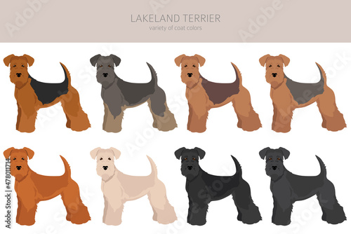 Lakeland terrier clipart. Different poses, coat colors set photo