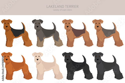 Lakeland terrier clipart. Different poses, coat colors set