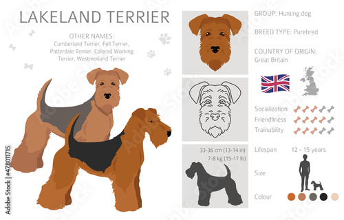 Fotografie Lakeland terrier clipart. Different poses, coat colors set