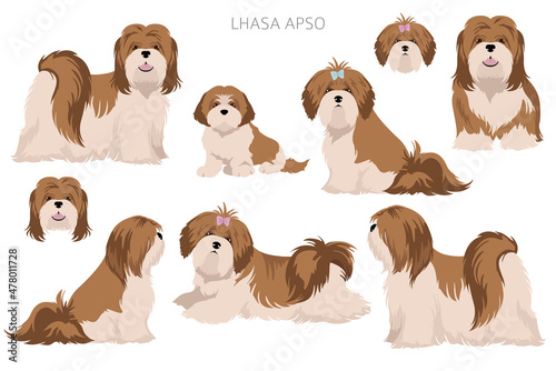 Lhasa Apso clipart. Different poses, coat colors set