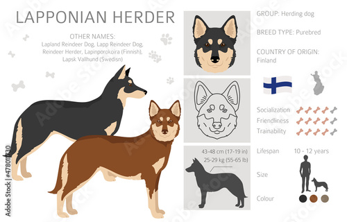 Lapponian Herder clipart. Different poses, coat colors set