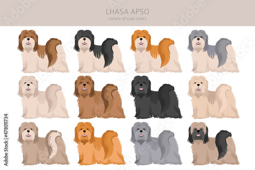 Lhasa Apso clipart. Different poses, coat colors set