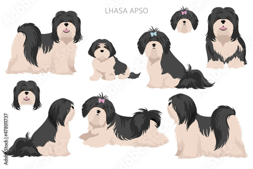 Lhasa Apso clipart. Different poses, coat colors set