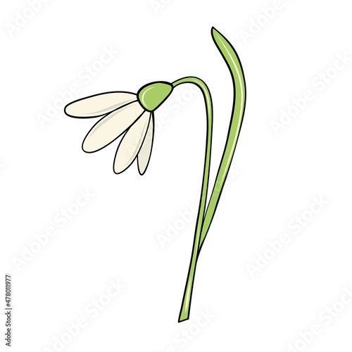 first white spring snowdrop flower hand drawn in cartoon style for card design