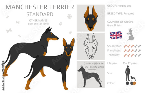 Manchester terrier standard clipart. Different poses, coat colors set.