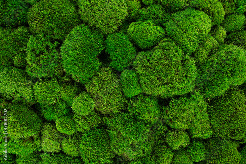 top view green moss for background texture close up.