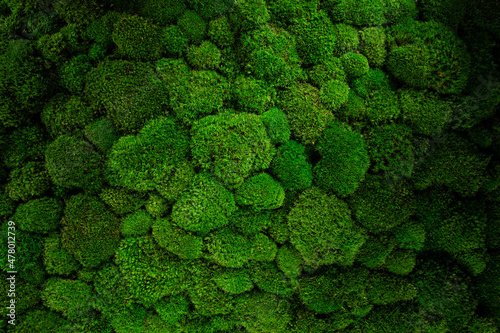 Valokuva top view green moss for background texture close up.