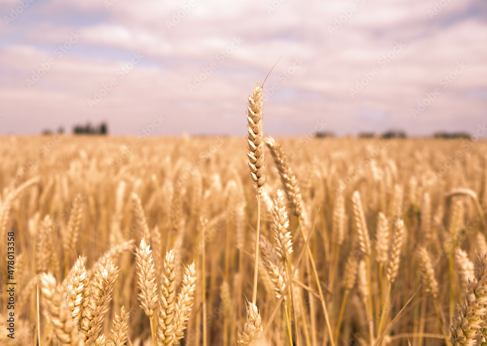 Fototapeta premium field of wheat